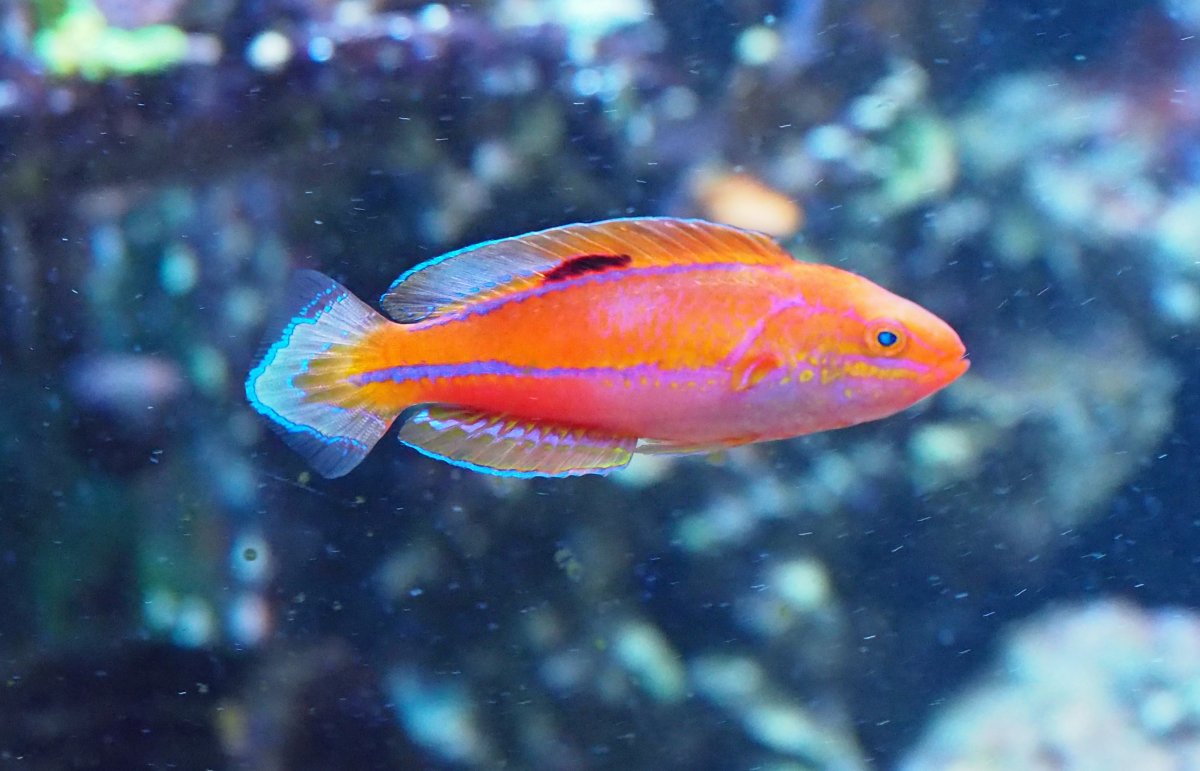 Wanting to Add one (or two) more wrasses to my tank | Reef2Reef
