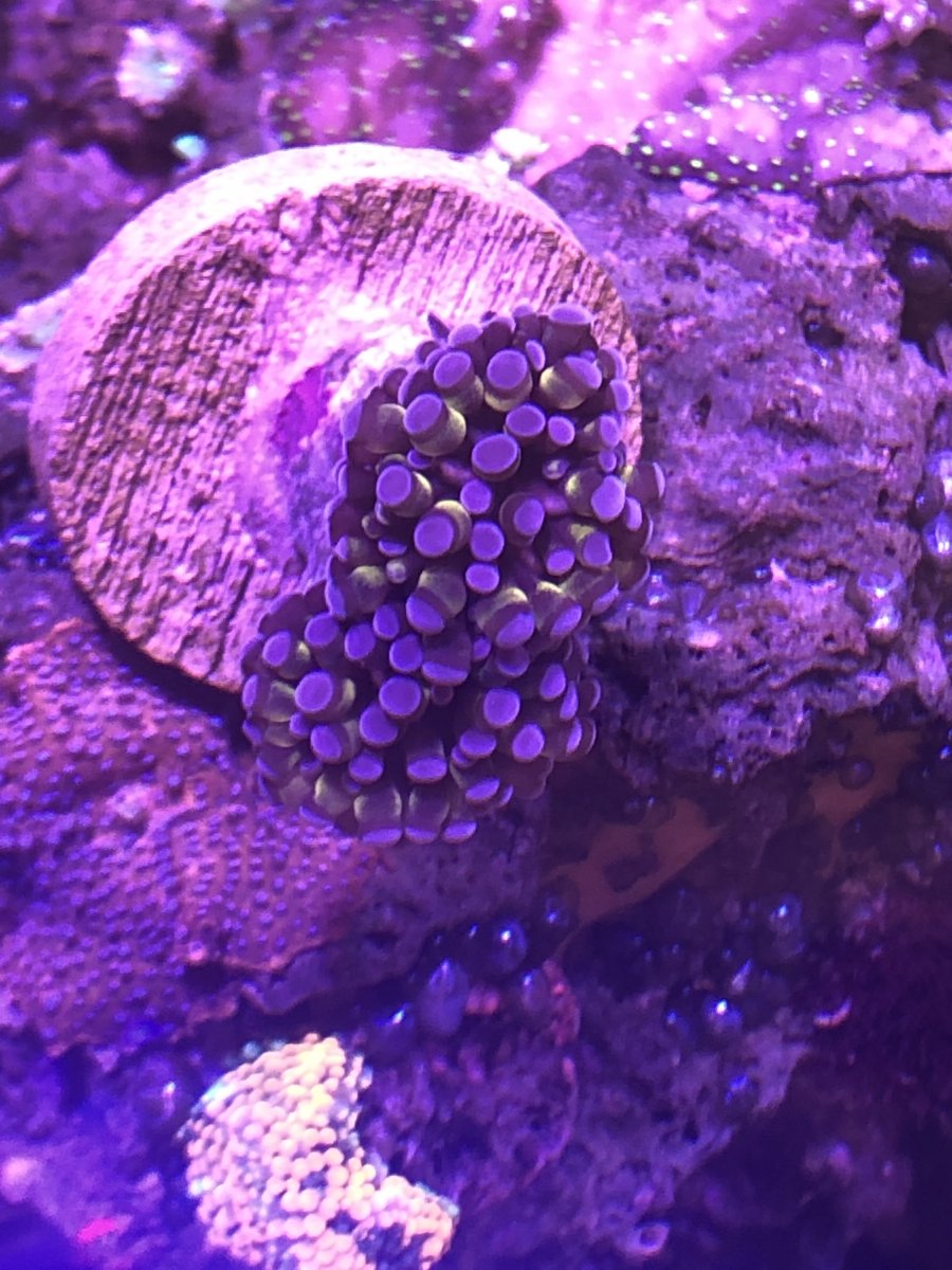 How to Increase Torch Coloration? | REEF2REEF Saltwater and Reef ...