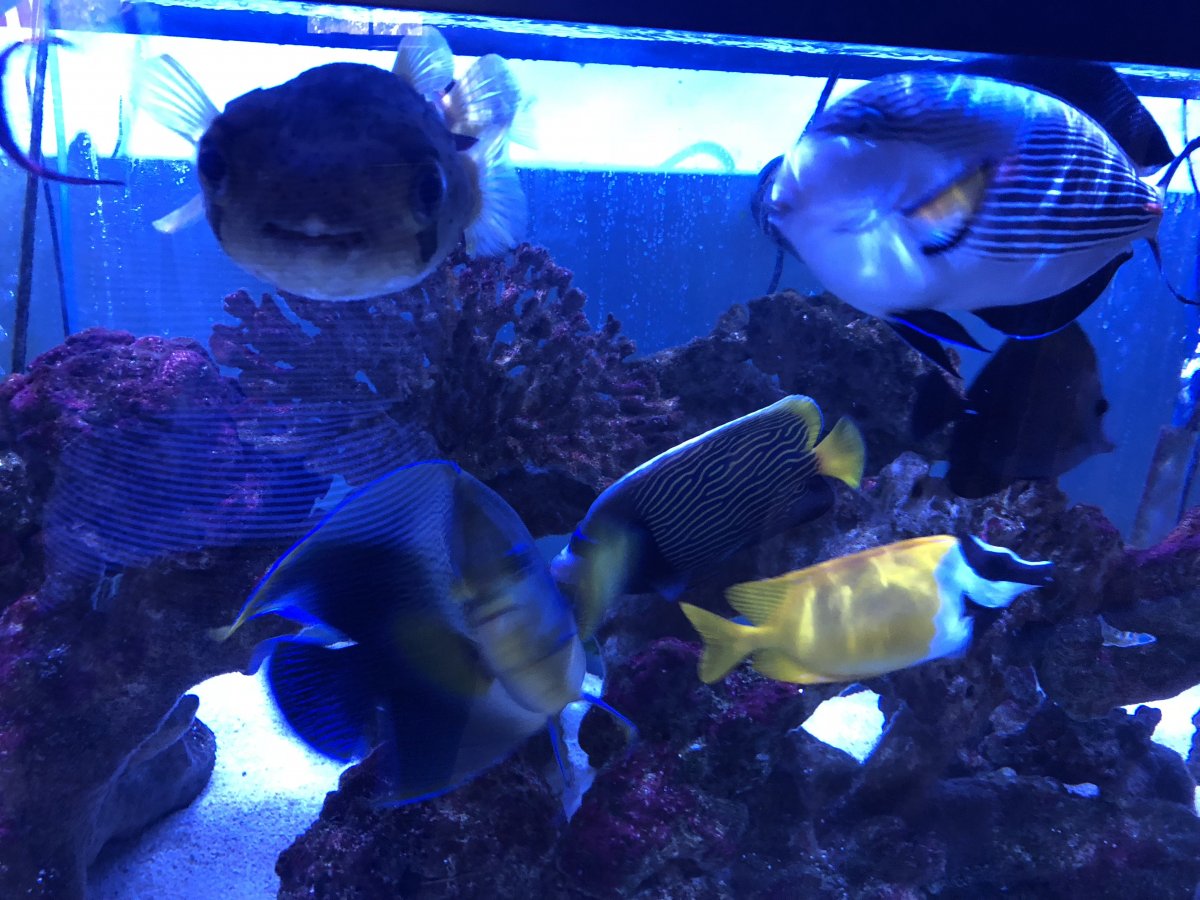 Predator Tank - Fish Ideas?? | Page 3 | REEF2REEF ...
