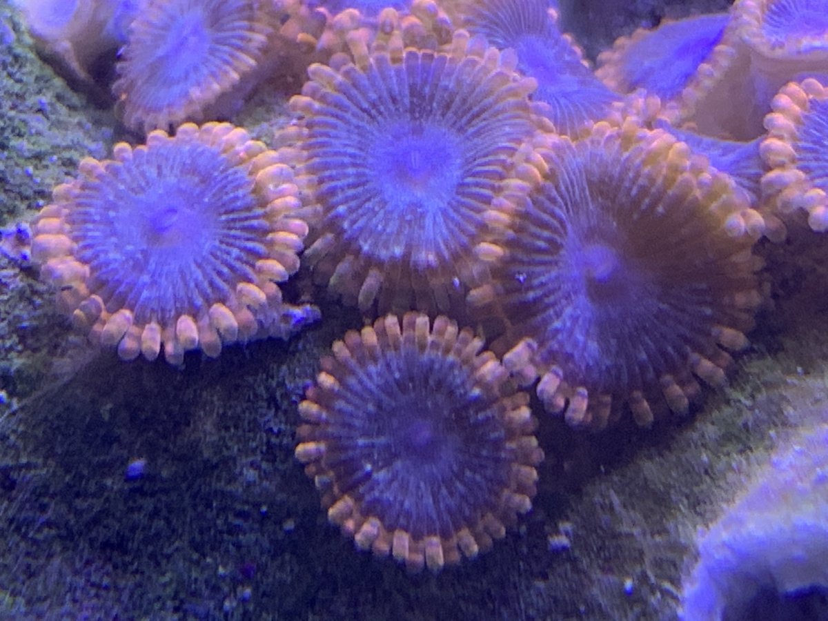 Very happy with new wild zoa. | Reef2Reef