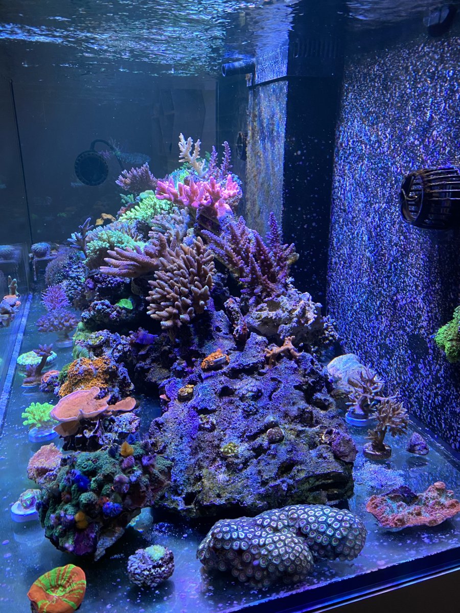 Christmas tree worm rock care | REEF2REEF Saltwater and Reef Aquarium Forum
