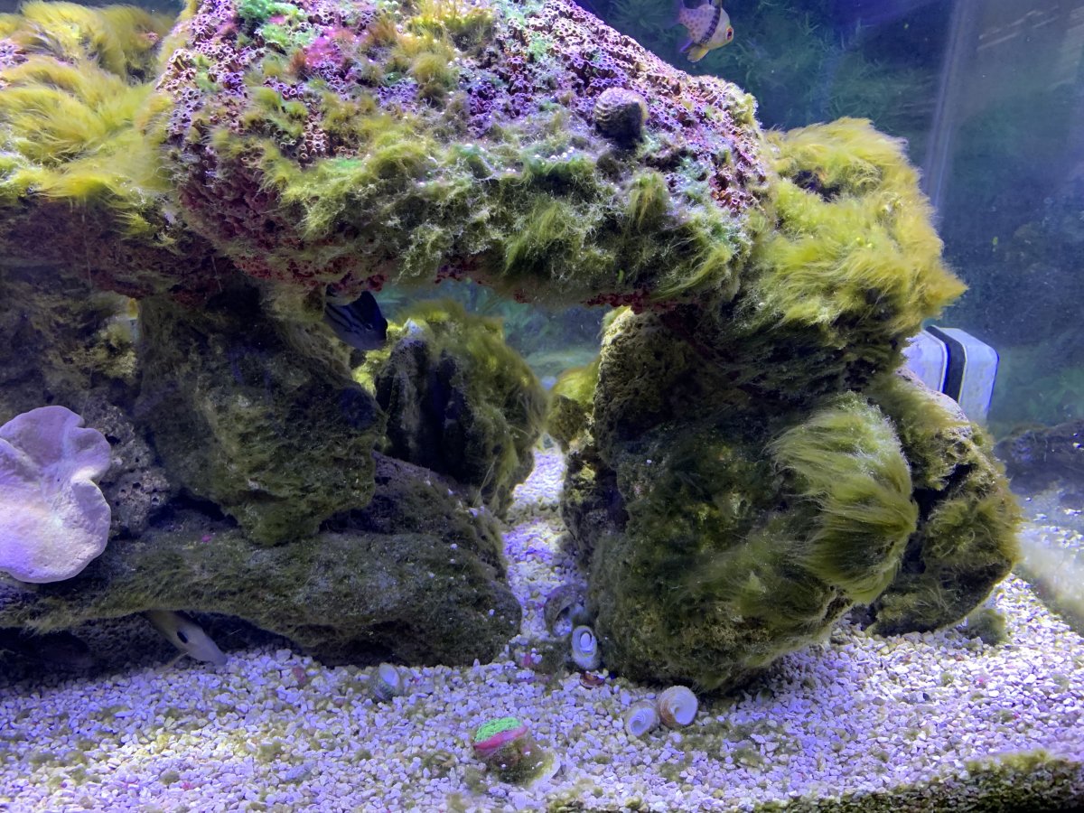 L'algue verte dans l'aquarium - 6cluzw93qiiwh42e5orsfa Jpg