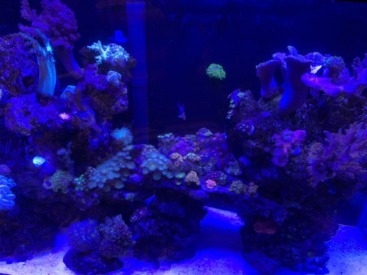 Hello Just wanted to introduce myself and my little tank .not new to