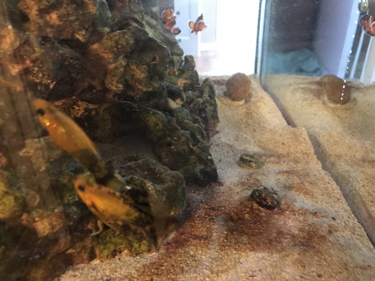 Chemiclean freshwater hot sale aquarium