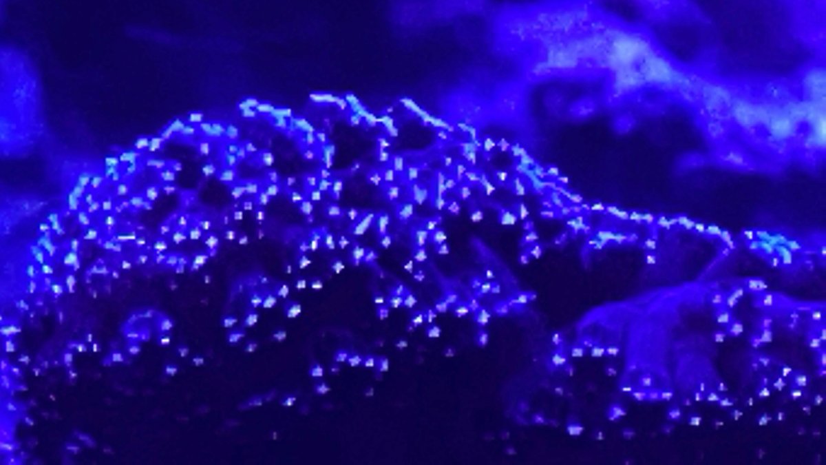 6E2CC071-7E40-4D7D-A4D5-CEB7A689AE92.jpeg