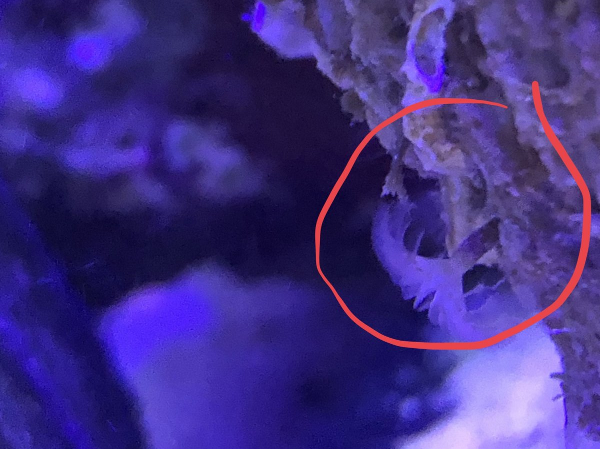 Feather duster worm? | Reef2Reef