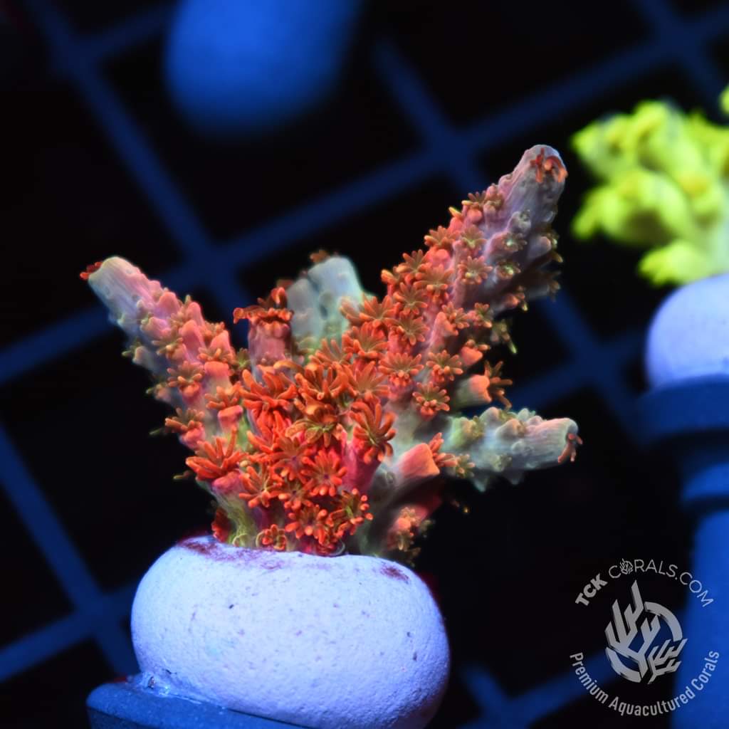 BLACK Friday in JULY Sale LIVE NOW! 450+ New corals uploaded to the ...