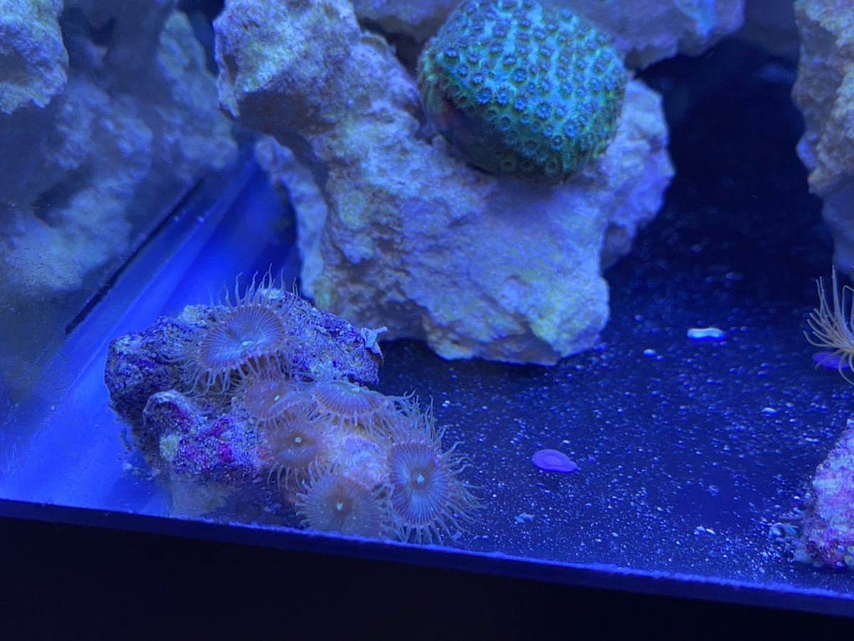 Should I throw out these polyps/palys??? | Reef2Reef