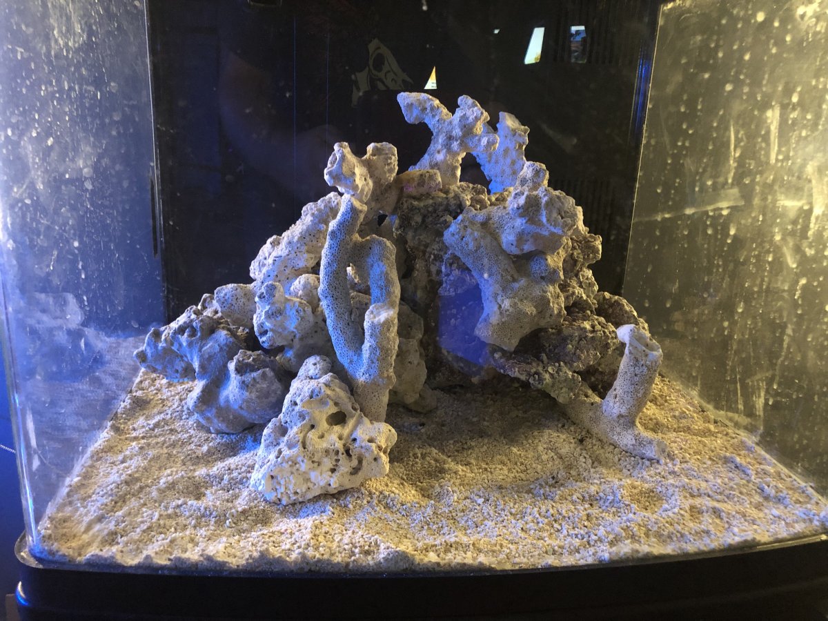 AIO Build - Biocube 29 Seahorse/Pipefish Tank - EverAquarium | Reef2Reef