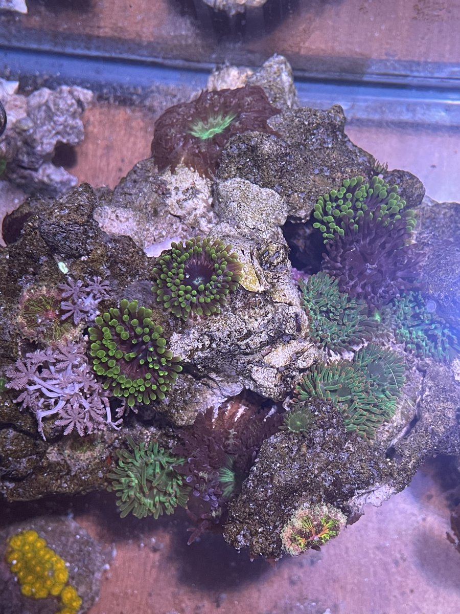 Im bored, show me your pico reefs! | Page 3 | REEF2REEF Saltwater and ...