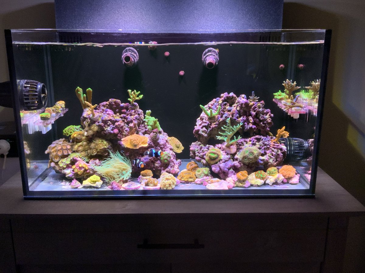 Let's see your 2019 Full Tank (FTS) Shots! | Page 29 | Reef2Reef