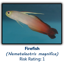 6firefish copy.png