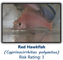 6redhawkfish copy.png