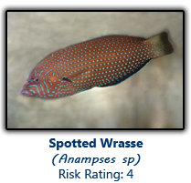 6spottedwrasse copy.png
