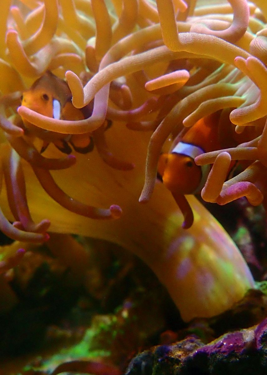 Swedish fish - behind the scenes rebuilding a public aquarium | Page 62 ...
