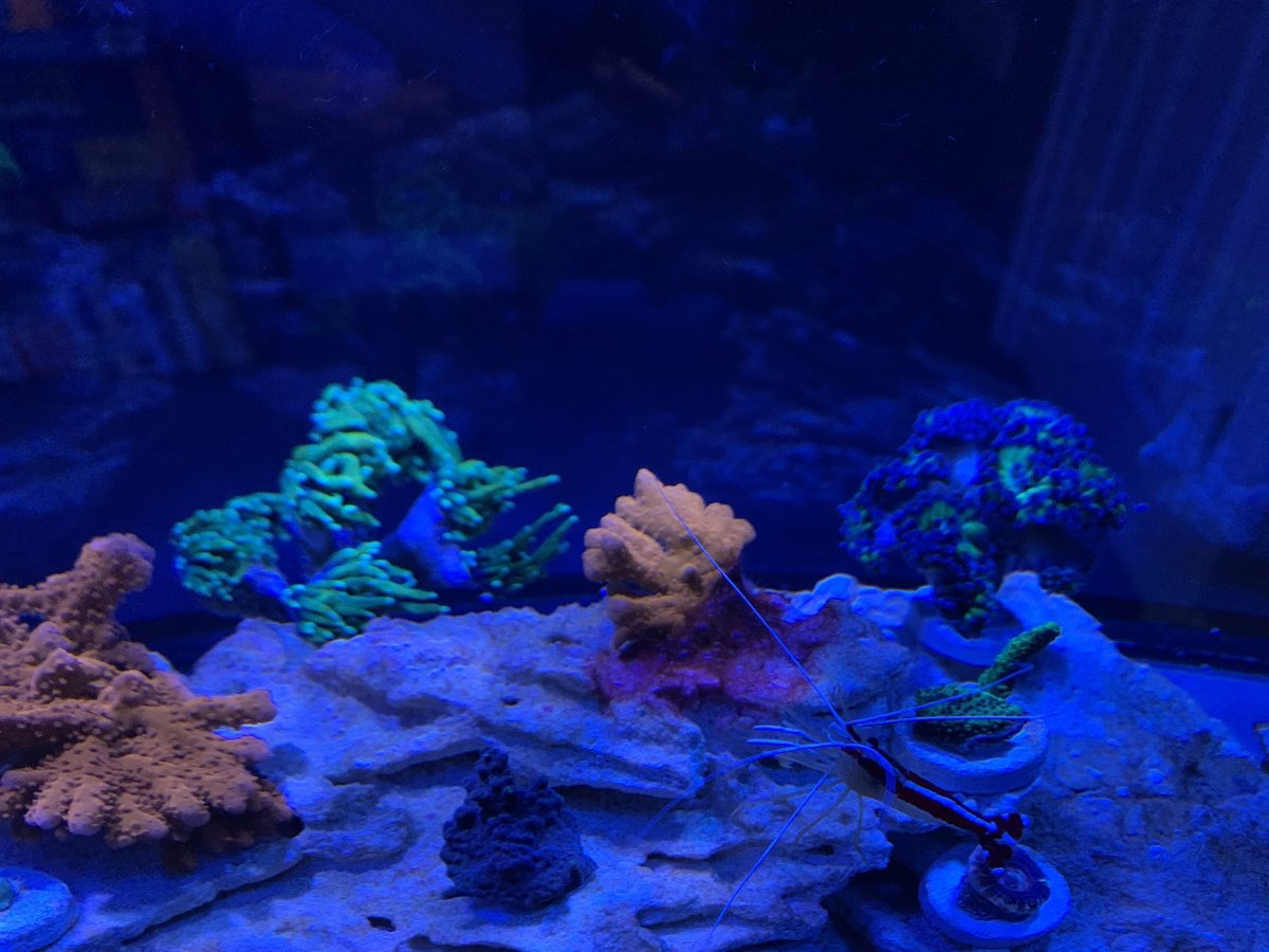 Changing 100% of my rock journey - no curing - with pictures. | Reef2Reef