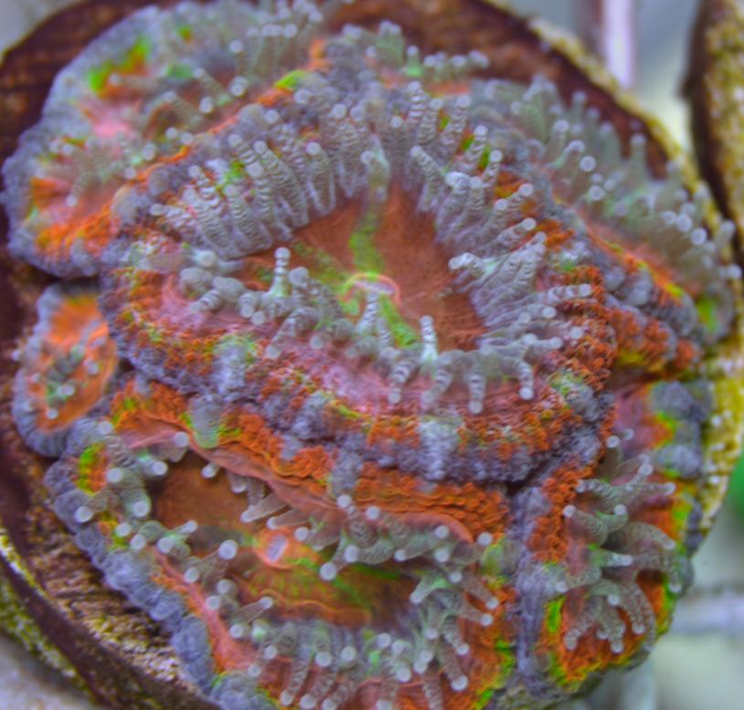 7 polyp highlighter.jpg