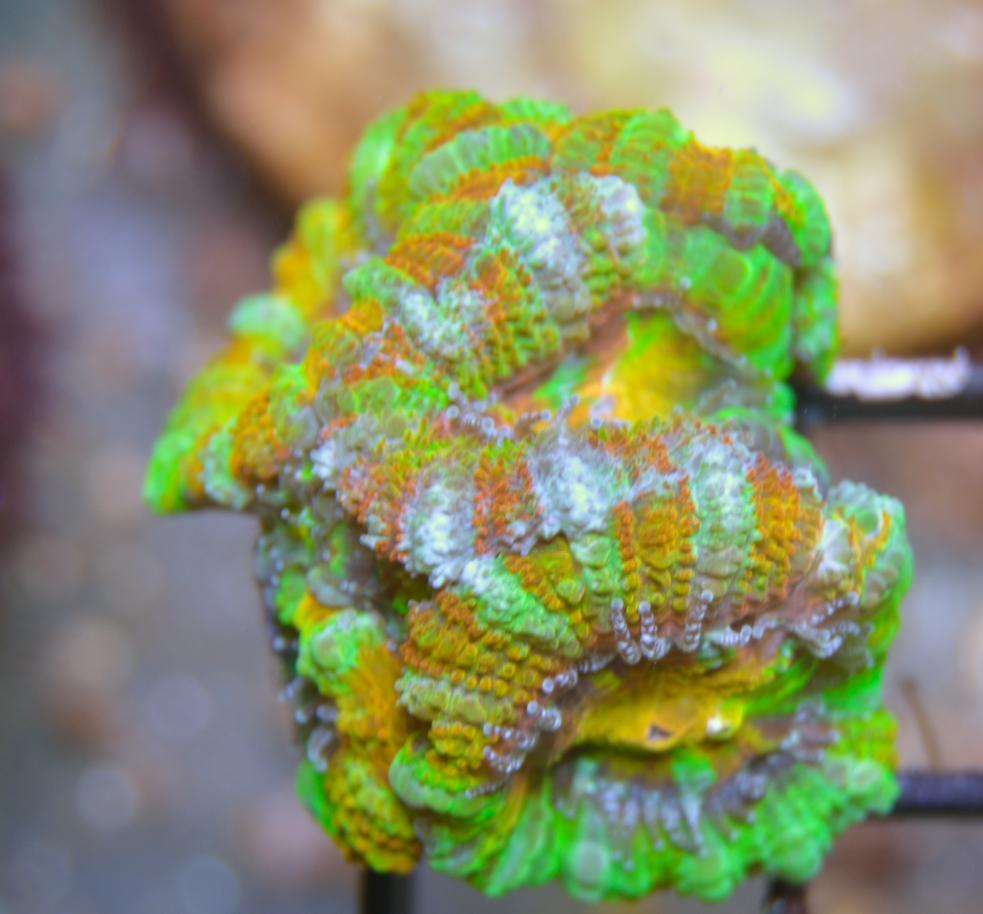 7 polyp panther.jpg