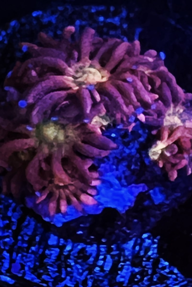 Glitter Bomb Goni  REEF2REEF Saltwater and Reef Aquarium Forum
