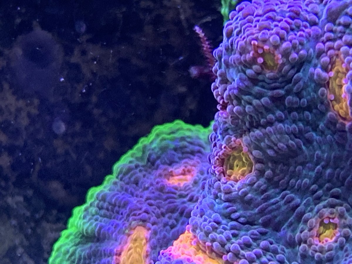 PHOTO + TAG | Post a random photo of your reef and tag your it ...