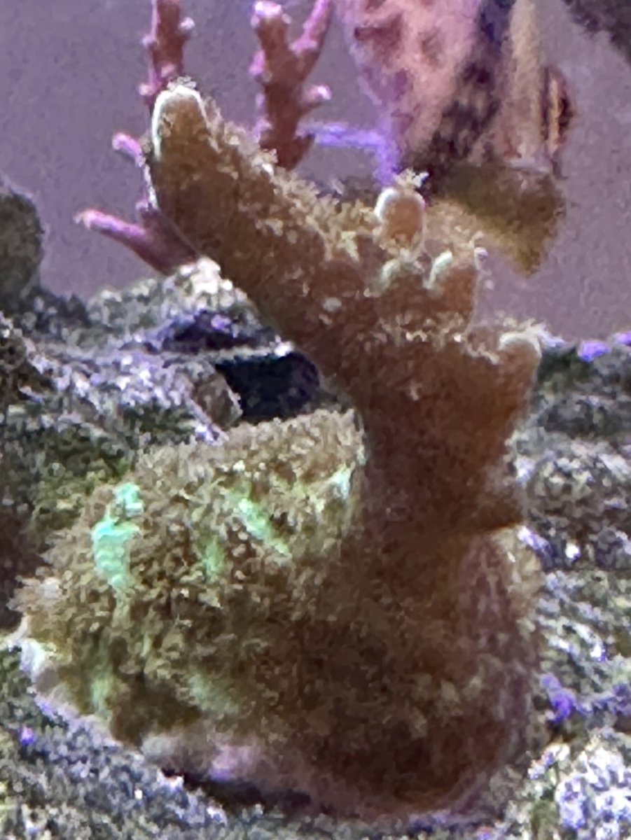 Build Thread - TigerReef's Red Sea Reefer 625XXL Reboot! | Reef2Reef