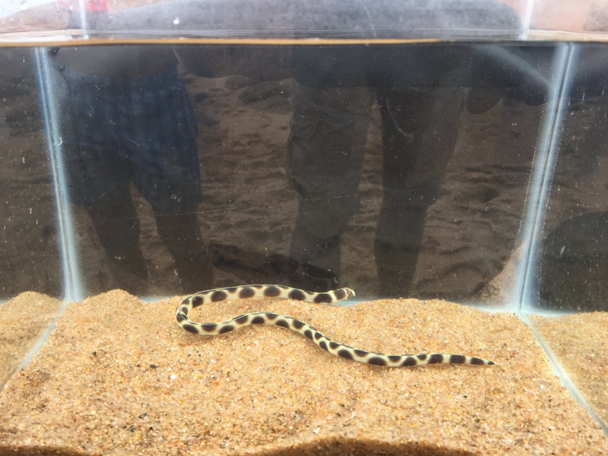 Snake Eels: The Safe Moray Alternative? | Reef2Reef