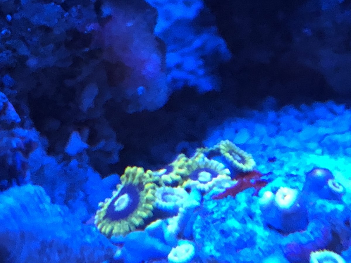 California - Zoa colonies. All zoas have to go! | Reef2Reef