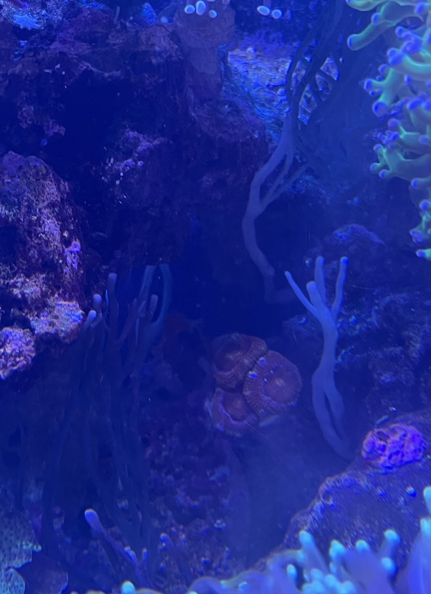 Is this black sea sponge??  REEF2REEF Saltwater and Reef Aquarium