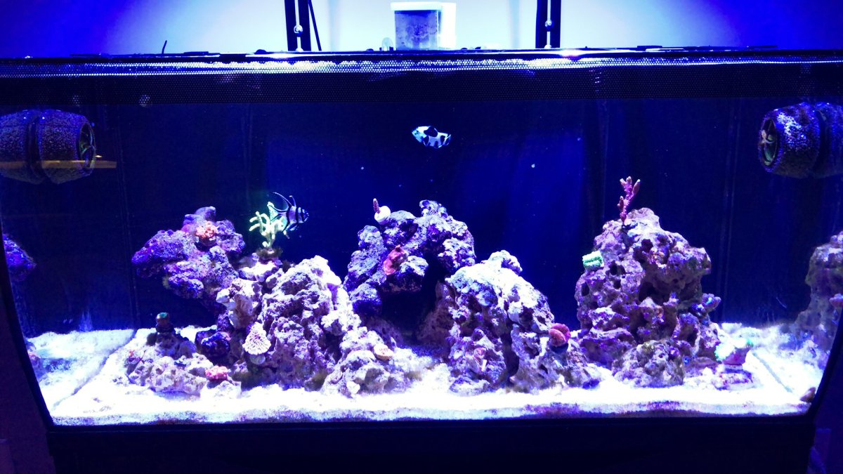AI PRIME HD REEF SETTINGS Nano tank. | Reef2Reef