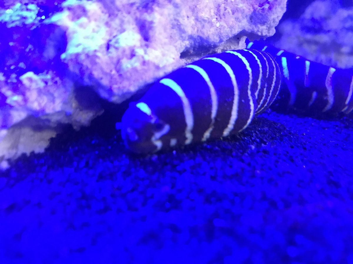 Zebra Moray Eel F/S | REEF2REEF Saltwater and Reef Aquarium Forum