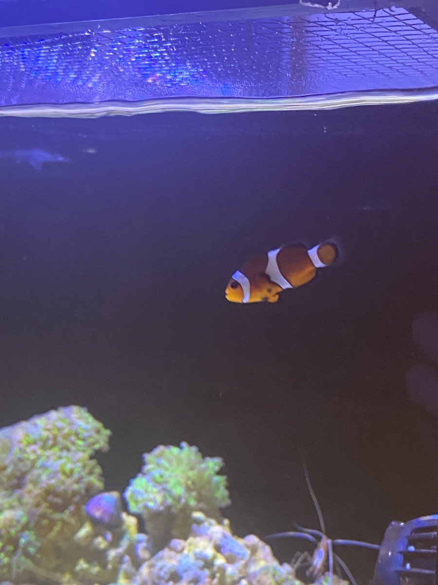 Black spots and swollen (clown fish) | Reef2Reef