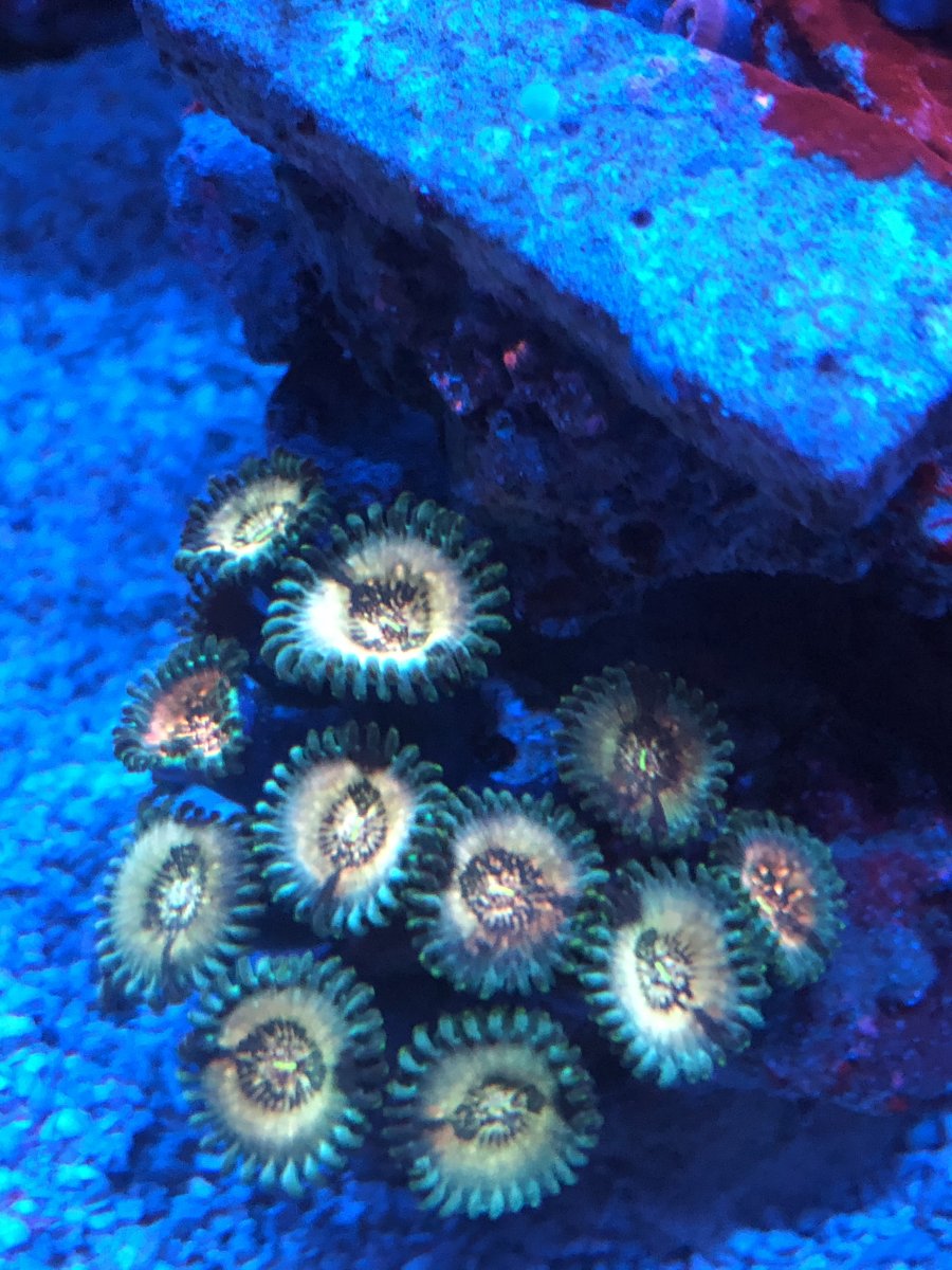 California - Zoa colonies. All zoas have to go! | Reef2Reef
