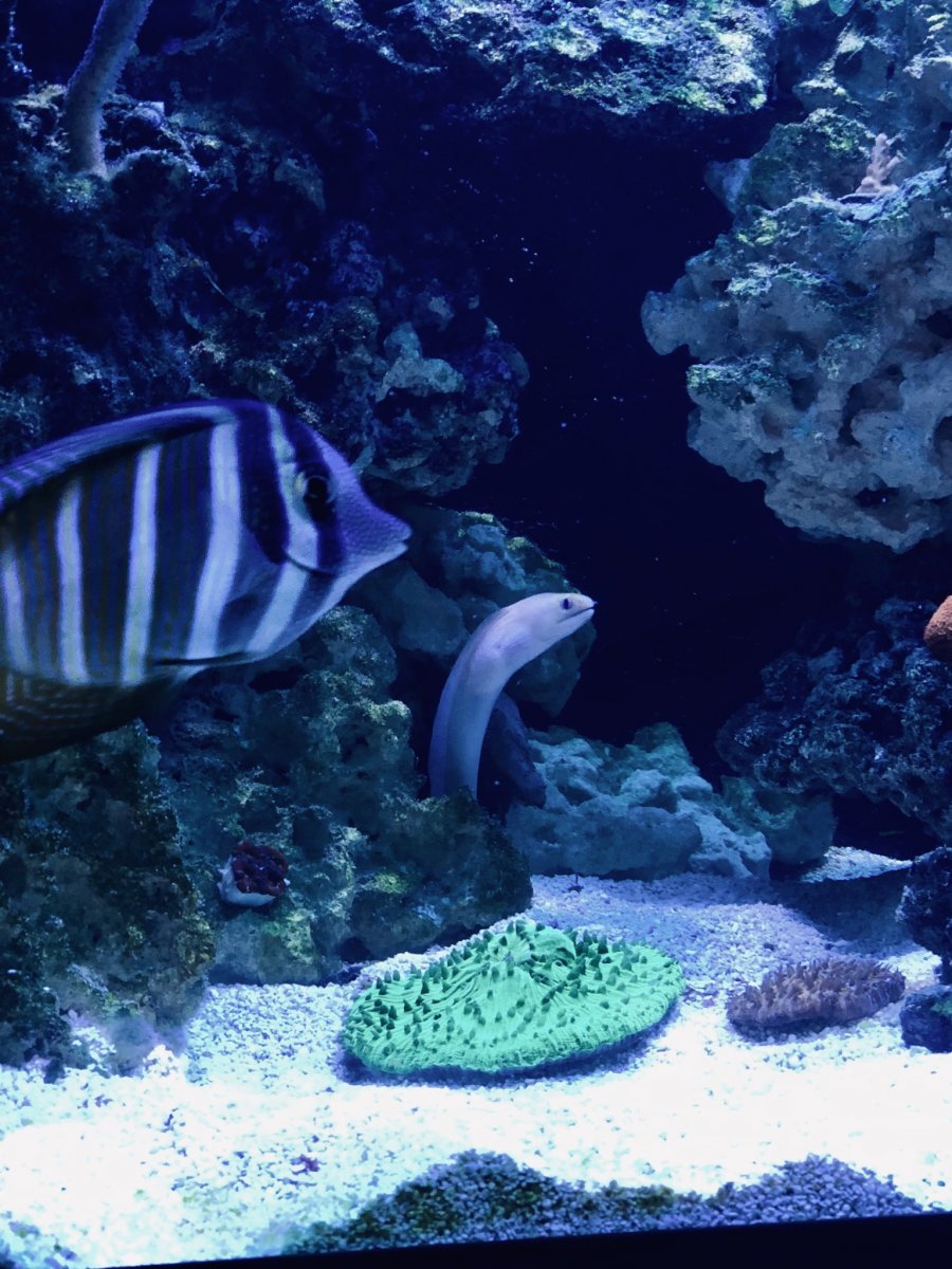 North Carolina - SOLD - Dwarf Golden Moray Eel | Reef2Reef