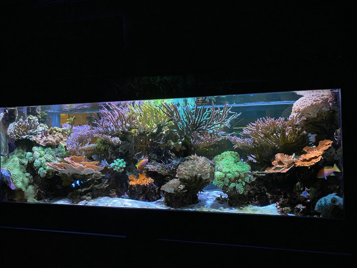 Cost comparison: 2 part vs all for reef | Reef2Reef