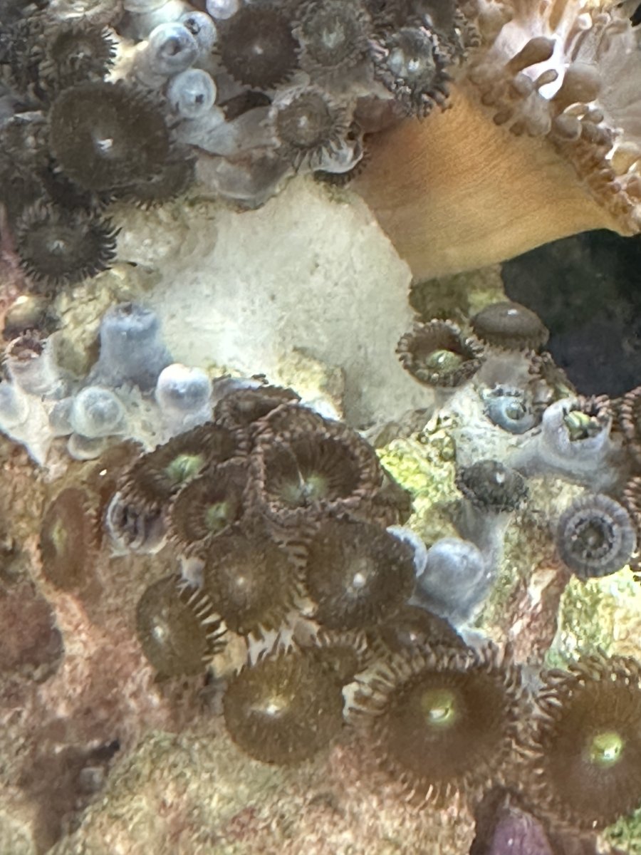 White sales sponge coral