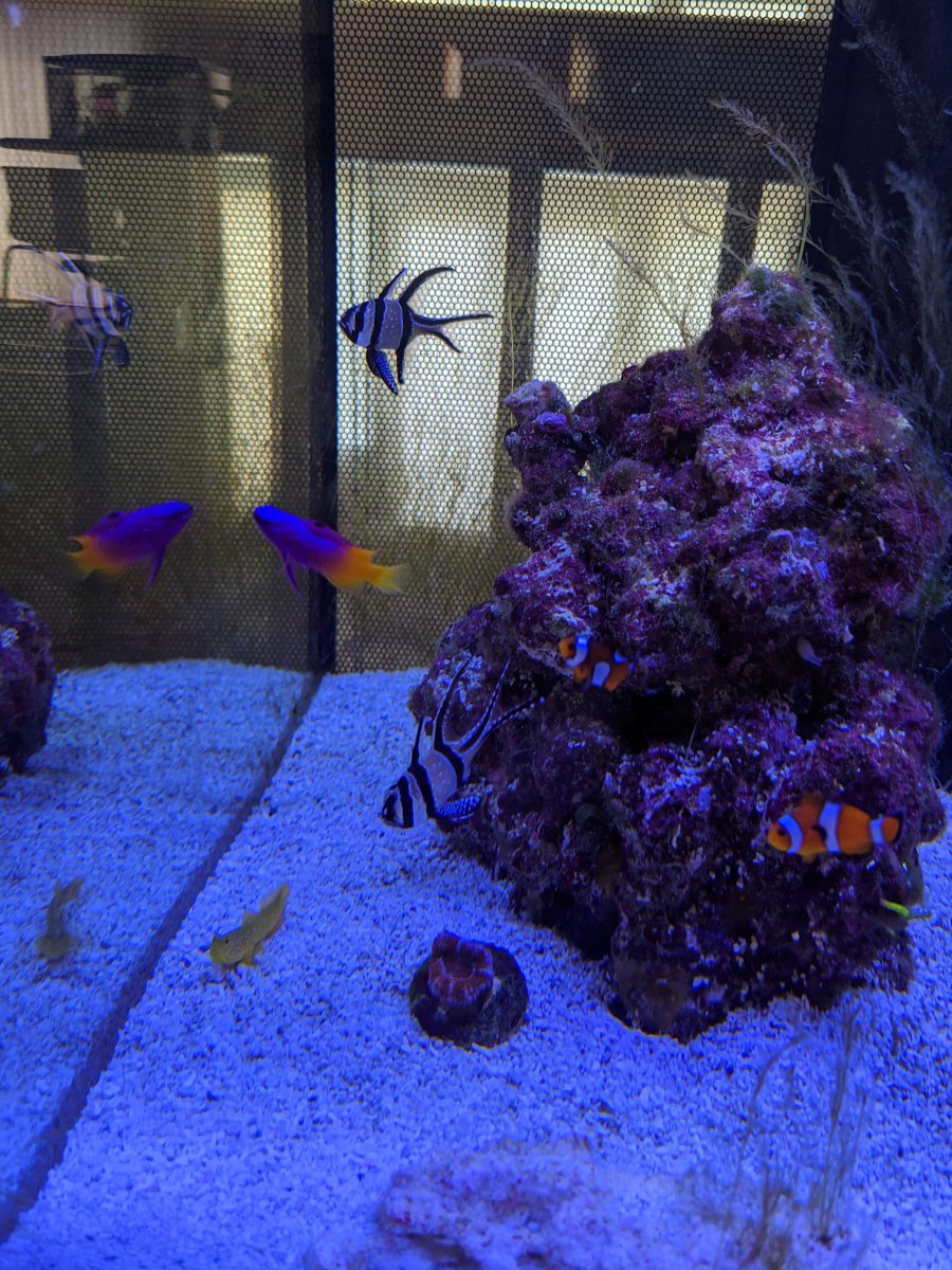 Advise on stocking a 32g fluval flex tank REEF2REEF Saltwater