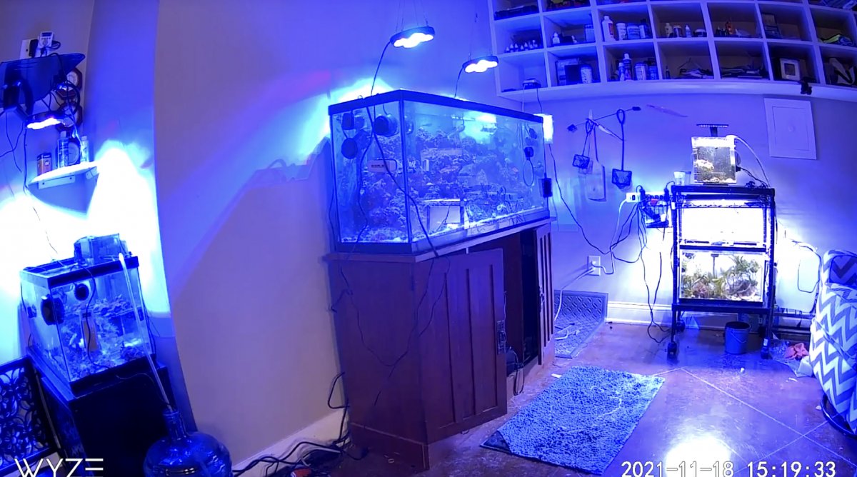 Live Tank Video Feed | Page 2 | Reef2Reef