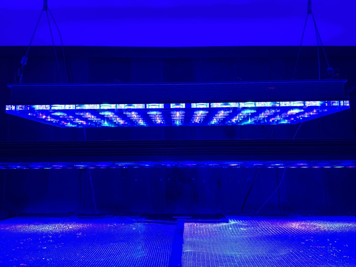 New Jersey - Lighting - Dry Goods - SOLD - Orphek icon led and 2X 48 ...