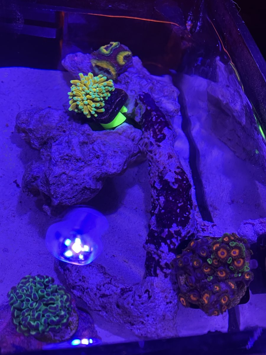 Build Thread - 1.1 Gallon Oceanbox P1-G Pico Reef | Page 6 | Reef2Reef