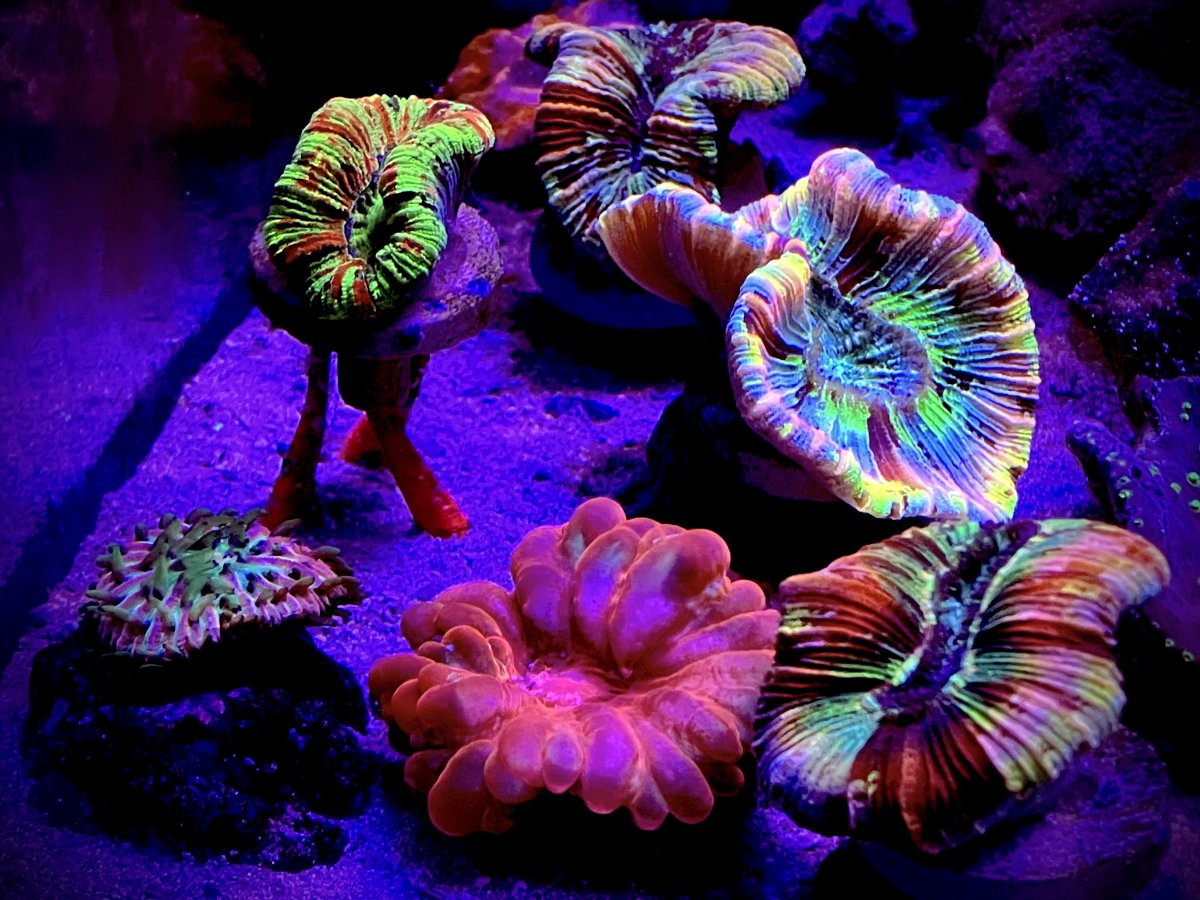 Who's got the most colorful coral in their tank? Let's see some of ...