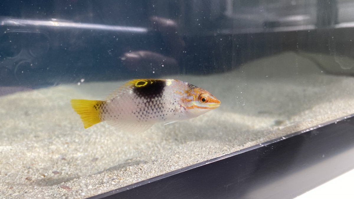 Check out this cool fish I purchased today! | Reef2Reef