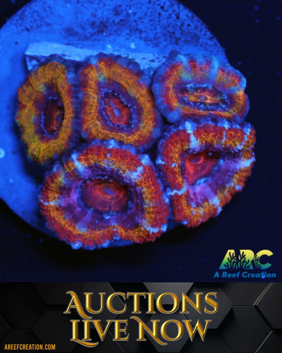 A Reef Creation Live Sale | After Auctions Live Now | ENDING TODAY ...