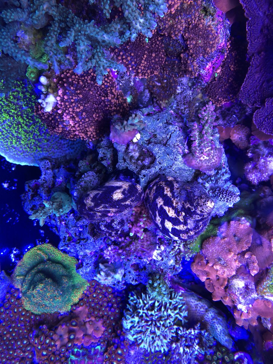 Build Thread - HHH's 100 Gallon Mixed Reef | Page 16 | REEF2REEF ...