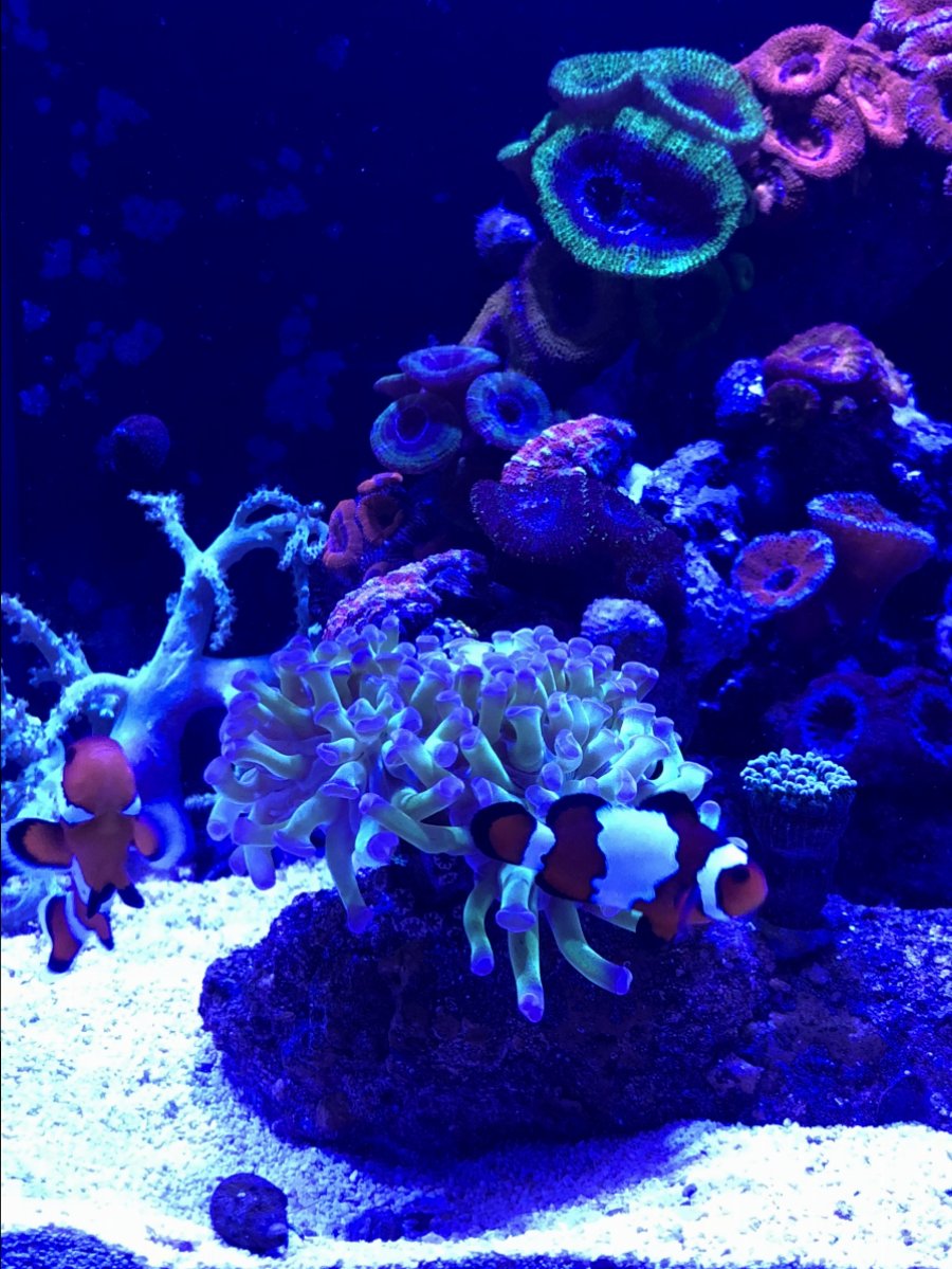 Designer Clownfish Pictorial | Page 21 | REEF2REEF Saltwater and Reef ...