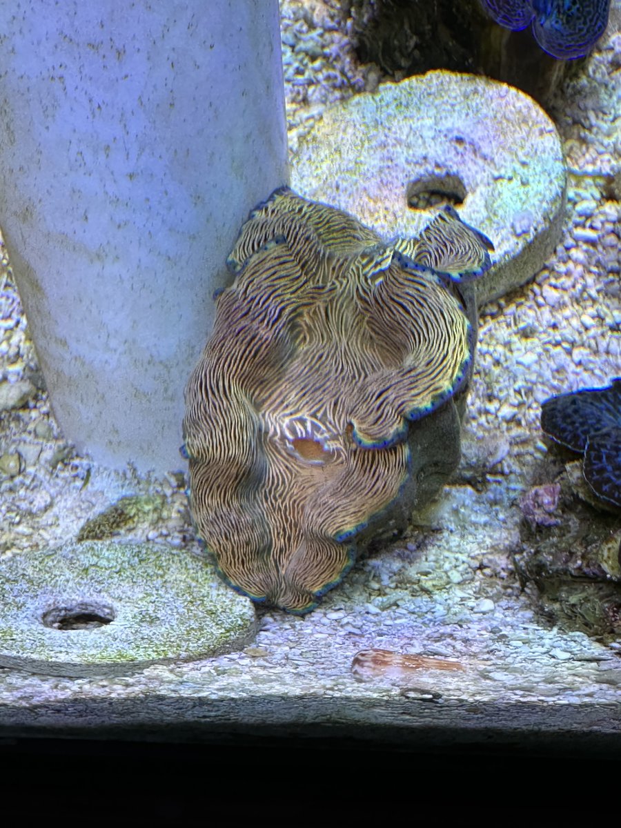 Lets see those CLAM photos! Clams that you have, had, or even ...