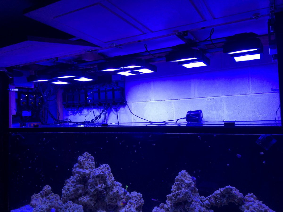 LEDs vs T5s: Why T5s Are Still an Excellent Option for Reef Tanks - ATI  North America