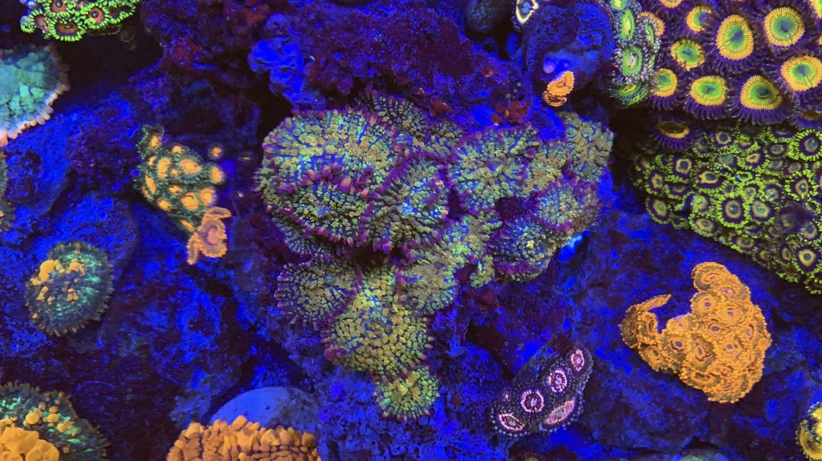 7A570016-86C7-414E-8537-7B6EB6FA0C09.jpeg