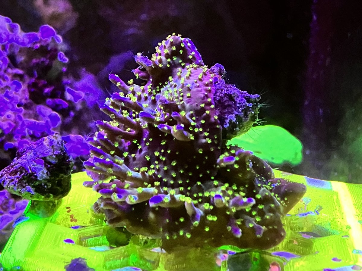 7B033618-B652-4C48-8F56-14E53DCE4E69.jpeg
