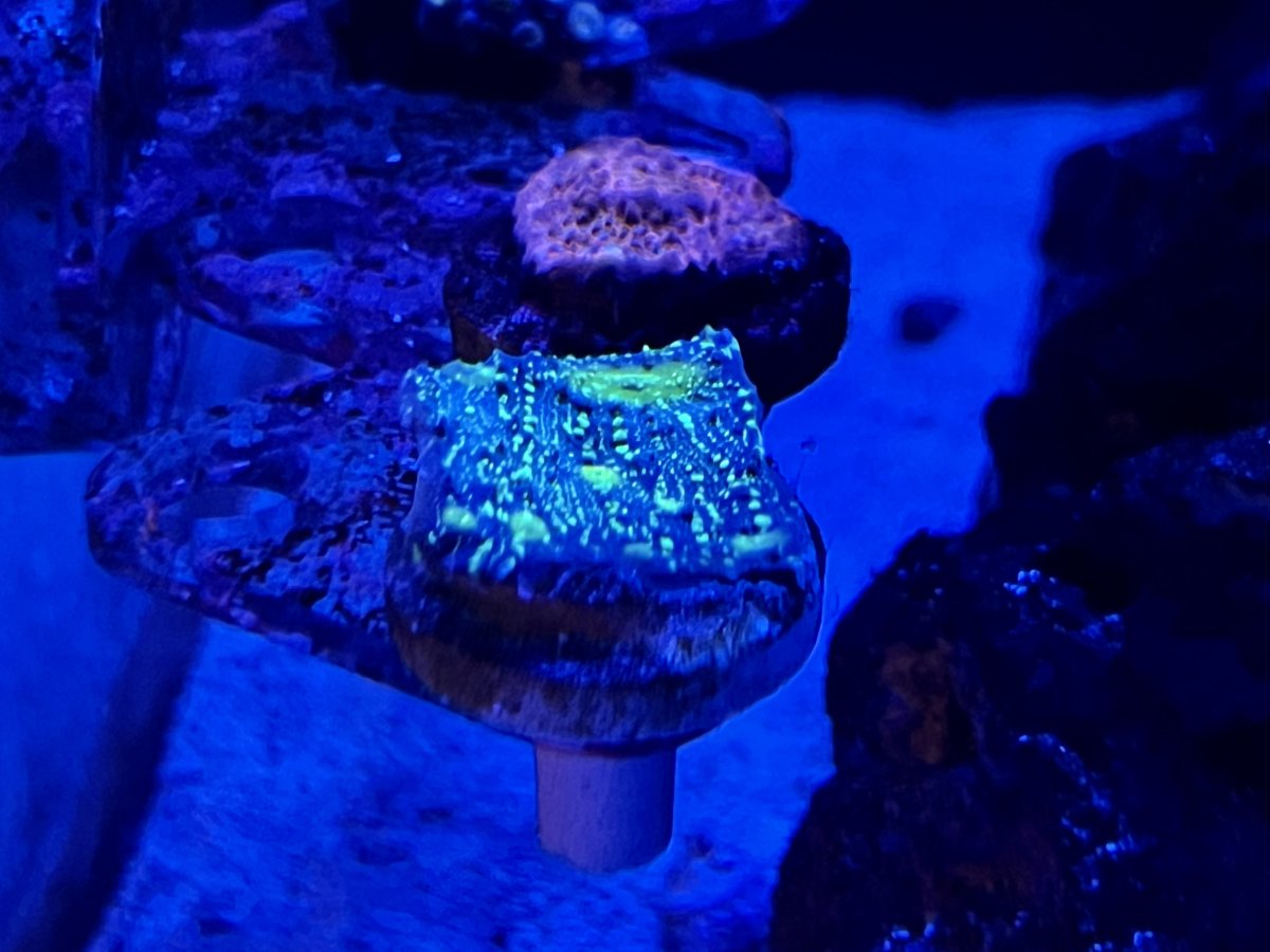 I love a neighbor that is a coral dealer. | REEF2REEF Saltwater and ...