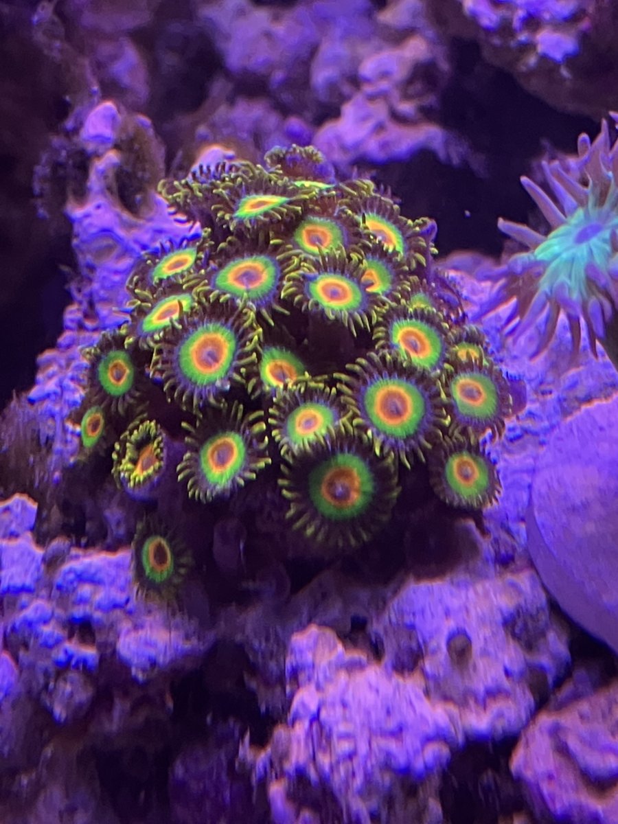 coral reef  Meet Ecoscape Reef Rock's new Centerpiece Series - CORAL